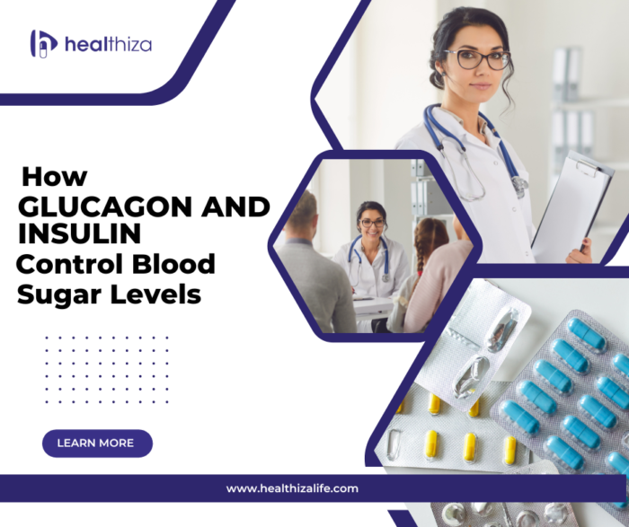 How Glucagon And Insulin Control Blood Sugar Levels